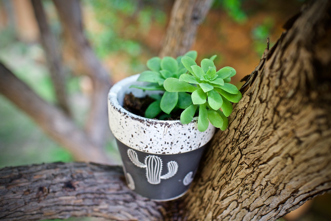 plant, succulent plant, nature-5138087.jpg