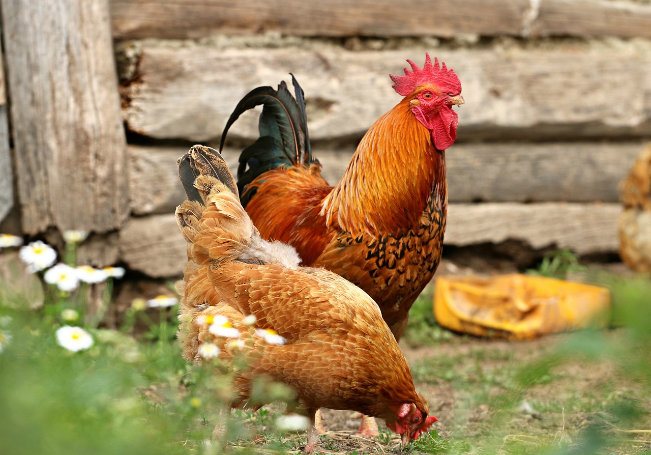 rooster, chicken, village-1508585.jpg