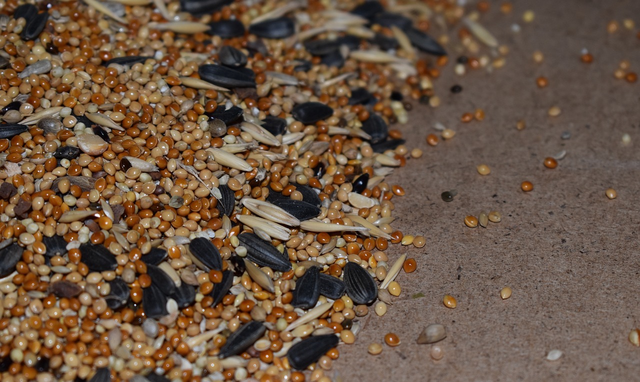 scattering, corn, seeds-4983793.jpg