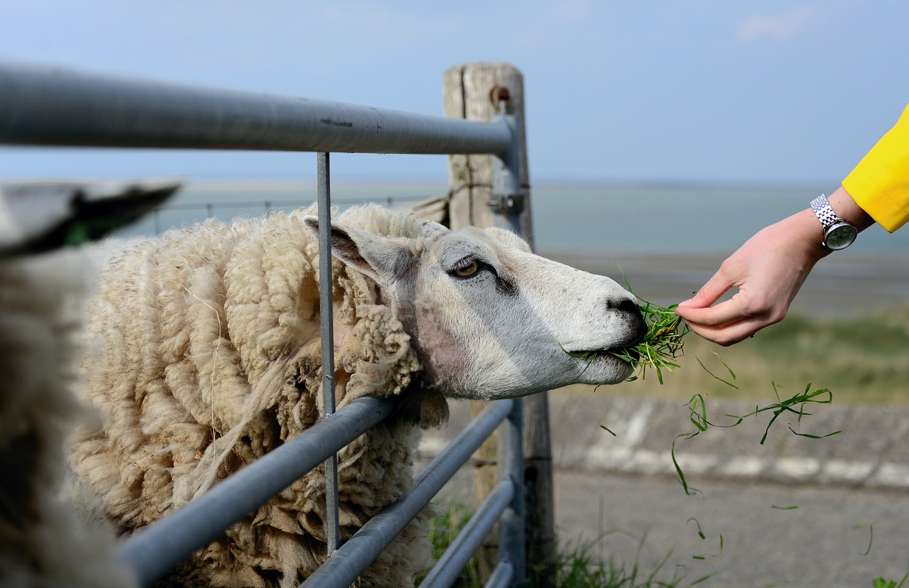 sheep, texel, holland-4772994.jpg